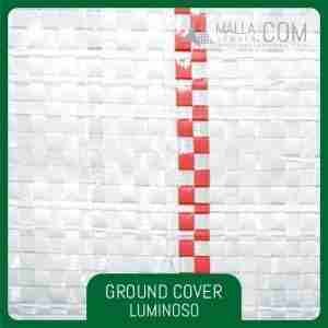 Ground Cover Luminoso