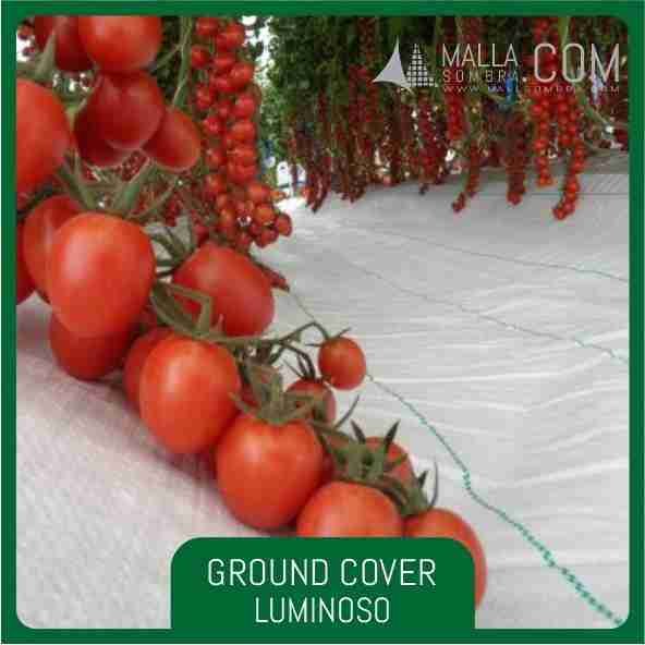Ground Cover Luminoso - Imagen 3