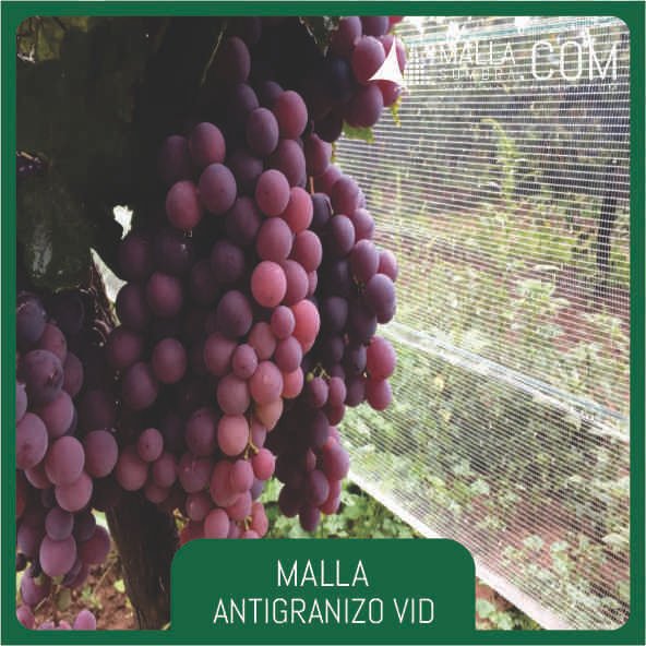 Malla Antigranizo Vid - Imagen 2