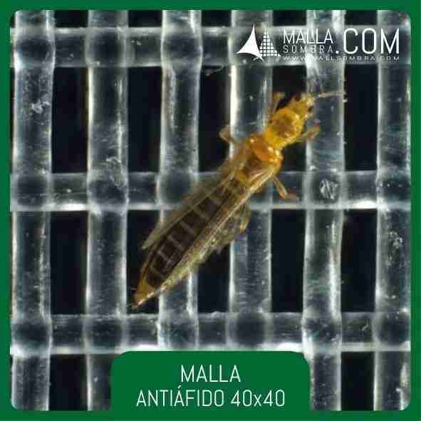 Malla Antiáfido 40x40 Mesh - 16x16cm² - Imagen 2