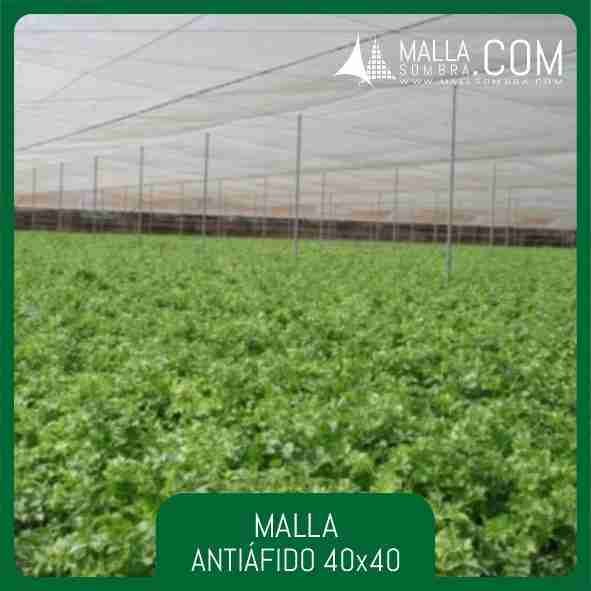 Malla Antiáfido 40x40 Mesh - 16x16cm² - Imagen 4