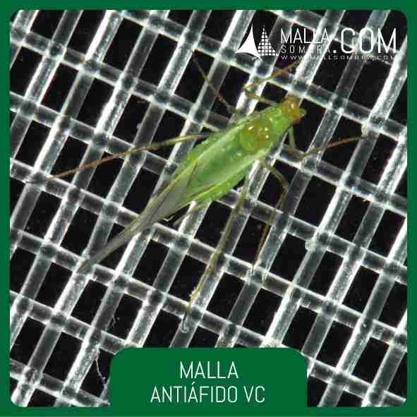 Malla Antiáfido VC (Ventana Cenital) - Imagen 2